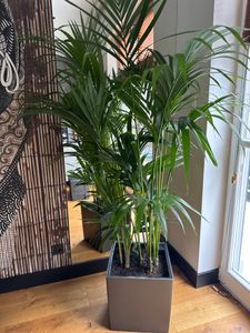 Kentia Palme 140-160 cm Howea forsterian Kunden-Foto 3