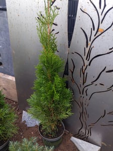 Lebensbaum Smaragd 80-100 cm, im 2 l Topf - Thuja occidentalis, immergrün Kunden-Foto 2