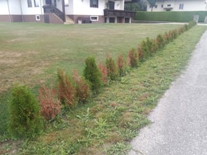 Thuja occidentalis Smaragd 80-100 cm SMARAGD LEBENSBAUM Kunden-Foto 11