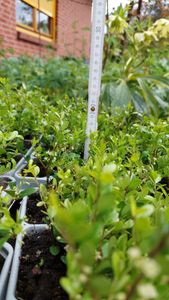 Ilex crenata 'Glorie Gem' 20-25 cm - Stechpalme Heckenpflanzen - Idealer Buchsbaum-Ersatz Kunden-Foto 1