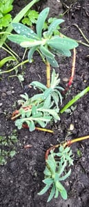 3 x Euphorbia characias ‚Wulfenii'  (Mittelmeer-Wolfsmilch) - Stauden Gänge Kunden-Foto 1