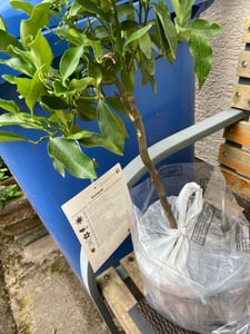 Taliansky limequat Eustis 70–100 cm – Citrus x floridana, mrazuvzdorná citrusová rastlina, jedlé plody, rastlina do kvetináča na terasu alebo balkón Fotografia od zákazníka č. 4