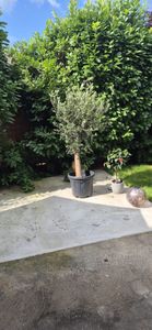 Olivenbaum Olive "Angebot" 150 - 180 cm, beste Qualität, winterhart, Olea Europaea Kunden-Foto 23