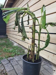 Musa Basjoo winterharte Banane 100-140 cm  winterfest  schnell wachsend  exotische Gartenpflanze  robuste Bananenpflanze Kunden-Foto 11