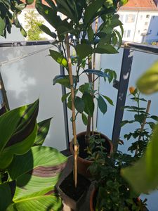 Arancio Citrus Sinensis Valencia 120-140 cm - arancio per giardino e balcone, frutta fresca, resistente, facile da curare, ideale per frutteto fai da te Foto del cliente 3