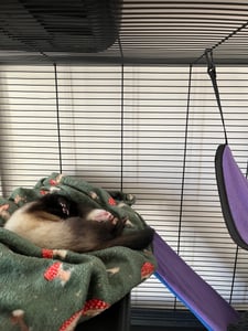 VEVOR 64,6" rollender Frettchenkäfig aus Metall, großer 4-stöckiger Critter Nation-Käfig, Kleintierkäfig mit Rampen und Tablett, einfach aufzubauen für Hausratten, Hamster, Meerschweinchen, Kunden-Foto 2
