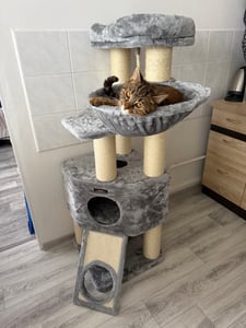FEANDREA Kratzbaum 186 cm, Katzenbaum für große katzen, 13 dicken Säulen (11 cm d), stabil, Kippschutz, Tintenschwarz Kunden-Foto 6