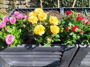 Bloomique - Lot de 3 - Rosa bling Corsica Star - Rosier en pot - Fleurs oranges - Plante d'intérieur et extérieur - Rustique - Hauteur 20-30 cm - Pot 12 cm Photo du client 1