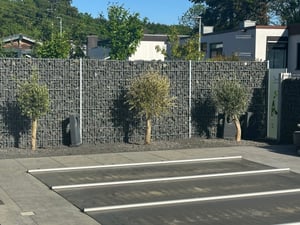 Olivenbaum Olive "20 Jahre" beste Qualität, Stammumfang 20 - 30 cm, winterhart, Olea Europaea Kunden-Foto 14