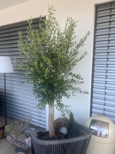 Olivenbaum Olive "Angebot" 150 - 180 cm, beste Qualität, winterhart, Olea Europaea Kunden-Foto 14