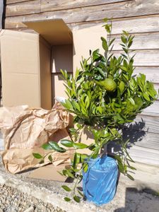 Satsuma Mandarine Citrus unshiu – winterharter Mandarinenbaum 70–100 cm inkl. Topf – Kübelpflanze, essbare Früchte Kunden-Foto 8