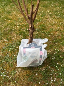 Prunus serrulata 'Kanzan' 100–120 cm – japonská třešeň, okrasná třešeň, růžový kvetoucí strom, mrazuvzdorný okrasný strom do zahrady a předzahrádky Fotografie od zákazníka č. 2