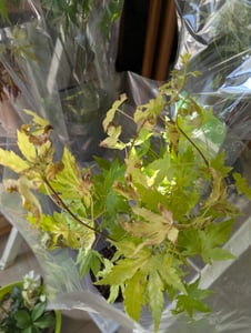 Japanischer Ahorn - 4 Stk - Acer palmatum - Höhe 25-40cm - ⌀11cm Kunden-Foto 3