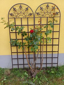 Prächtiges Rankgitter Rankhilfe Rankzaun Eisen 185 x 58 cm Kunden-Foto 2