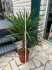 Trachycarpus fortunei Hanfpalme bis 160 cm Höhe Freilandzucht. Frosthart bis -18 Kunden-Foto 8