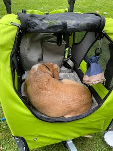 DOGGYHUT® Premium MEDIUM Hundefahrradanhänger & Jogger 2in1 Fahrradanhänger Kunden-Foto 10