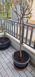 Japanische Weinbeere 50–70 cm – winterharte Beerenpflanze im Topf, süße vitaminreiche Früchte, ideal für Garten & Balkon Kunden-Foto 5