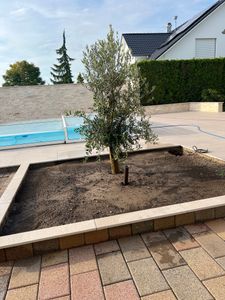 winterharter XXL Olivenbaum  50 Jahre, extra dicke Stämme, winterhart Kunden-Foto 10