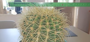 Echinocactus Grusonii superss 12 cm Ø - Chaise de belle-mère Photo du client 4