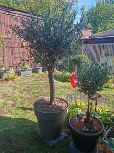 Olivenbaum Bonsai Formgehölz, Olive winterhart, Olea europaea 50 - 60 cm Kunden-Foto 36