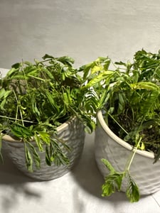 Mimose "Rühr-Mich-Nicht-An" - Die Pflanze, die auf Berührung reagiert - 9cm Topf Kunden-Foto 1