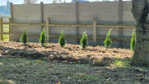 Thuja occidentalis Smaragd 80-100 cm SMARAGD ALBERO DELLA VITA Foto del cliente 2