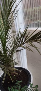 Palme 90-120 cm, Phoenix canariensis, kanarische Dattelpalme, kräftige Palmen, keine Jungpflanzen Kunden-Foto 5