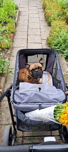 PawHut Hundewagen, Hundetrolley mit Kissen, faltbarer Hundebuggy, Katzenbuggy Kunden-Foto 3