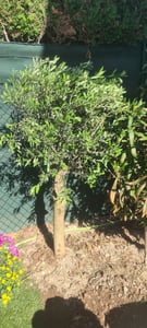 Sunny Tree - Olivenbaum - Olea Europaea in Strauchform - Höhe ca. 80-100 cm inkl. Topf. -  Winterhart bis -18 - Immergrün Kunden-Foto 8