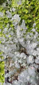 2x XXL Eucalyptus Busch Eukalyptusbaum 40 - 60 cm, Pflanze winterhart Kunden-Foto 7