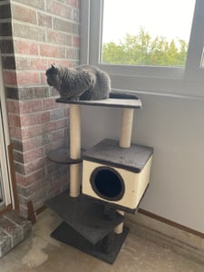 COSTWAY, rascador para gatos de 99 cm, torre para gatos de varios niveles con caseta, superficie para rascar y postes de sisal. Centro de actividad para interiores, torre de juegos de varios niveles, color gris Foto del cliente 2