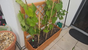 KOMFOTTEU Erhöhter Pflanzkübel aus Massivholz mit Rankgitter für Kletterpflanzen und hängendes Dach, Hochbeet mit Entwässerungslöchern für Gemüse, Obst, Kräuter, Blumen, Gartenbeet für den außen und innen Kunden-Foto 1