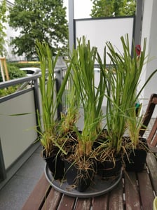 Set Frosthartes Amerikanisches Pampasgras Cortaderia Ziergras 2x rosa 2x weiß Kunden-Foto 3