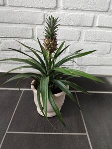 BALDUR Garten 2er Zimmerpflanzen-Mix Südsee, Pflanzen im 12 cm-Topf, 1 Pflanze Hawaii-Palme und 1 Pflanze Ananaspflanze Corona, blühende Zimmerpflanzen, mehrjährig - frostfrei halten Kunden-Foto 2