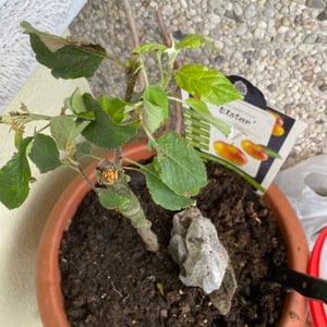 Jabloň Elstar, 100–120 cm, polokmen v květináči – Malus domestica – pěstovaná v květináči – plodná ovocná rostlina do zahrady a na terasu Fotografie od zákazníka č. 3