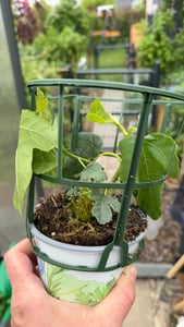 Enseleits Feigenbaum, Ficus carica, Feigenbaum  Winterhart Kunden-Foto 1