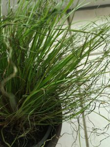 Herbe à chat - Set de 6 - Cyperus zumula - Hauteur 30-40cm - ⌀12cm Photo du client 1