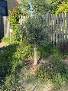 Olivenbaum Olive "Angebot" 150 - 180 cm, beste Qualität, winterhart, Olea Europaea Kunden-Foto 55