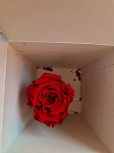 MyFlowers "Infinity" roos - een echte, geconserveerde rozenbloem - blijft tot 3 jaar mooi Klantenfoto 1