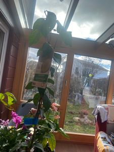 Zitronenbaum kam noch!