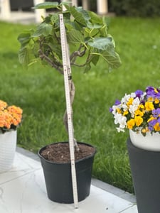 Feigenbaum - hell UND dunkel - in 1 Topf, Obstbaum, winterhart, Ficus Carica, Feige Kunden-Foto 12