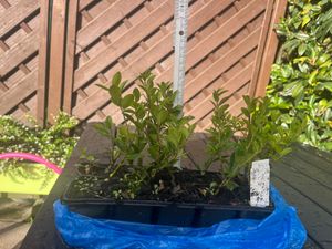Ilex 'Crenata' 20-25 cm - Stechpalme Heckenpflanzen - Idealer Buchsbaum-Ersatz Kunden-Foto 9