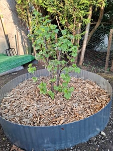 YARDIN Cortenstahl Rasenkante, Verzinktes Beetbegrenzung aus Metall Einfach zu Montieren, 15cm Hoch Flexibel Rasenkanten, Wurzelsperre Blumenbeet oder als Mähkante Länge Anpassbar(5M, Silber) Kunden-Foto 1