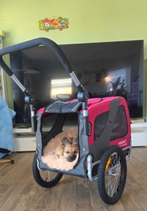 DOGGYHUT® Premium MEDIUM Hundefahrradanhänger & Jogger 2in1 Fahrradanhänger Kunden-Foto 3
