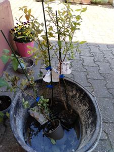 Súprava s 3x čučoriedkami - Vaccinium corymbosum - výška 30 cm - 9 cm kvetináč - Mix A Fotografia od zákazníka č. 4