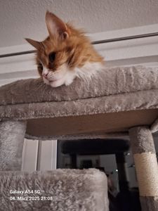Feandrea Kratzbaum groß, XL, mehrstöckiger Katzenbaum mit Höhlen und Liegemulden Kunden-Foto 2