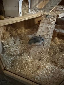 Hamsterkäfig Gino aus Fichtenholz mit Plexiglasfront und Drahtgeflecht 80x40x43 cm Kunden-Foto 7