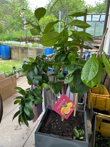 Grünwaren: echter Zitronenbaum 70 - 100 cm Zitrone Citrus Limon Zitruspflanze Kunden-Foto 4