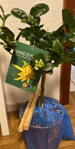 Plante « main de Bouddha » 70–100 cm – citron à doigts, citron-citrouille, arbre exotique Citrus medica pour balcon, terrasse et jardin Photo du client 1