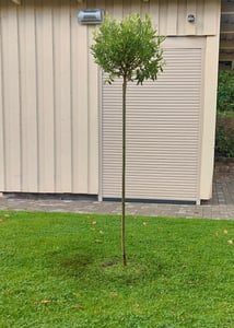 Salix Hakuro Nishiki, Höhe 170-180 cm, Harlekinweide, weiß-grünes Blatt, Japanische Weide Kunden-Foto 13